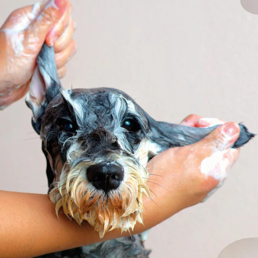 Dog Mobile Grooming in Kendall