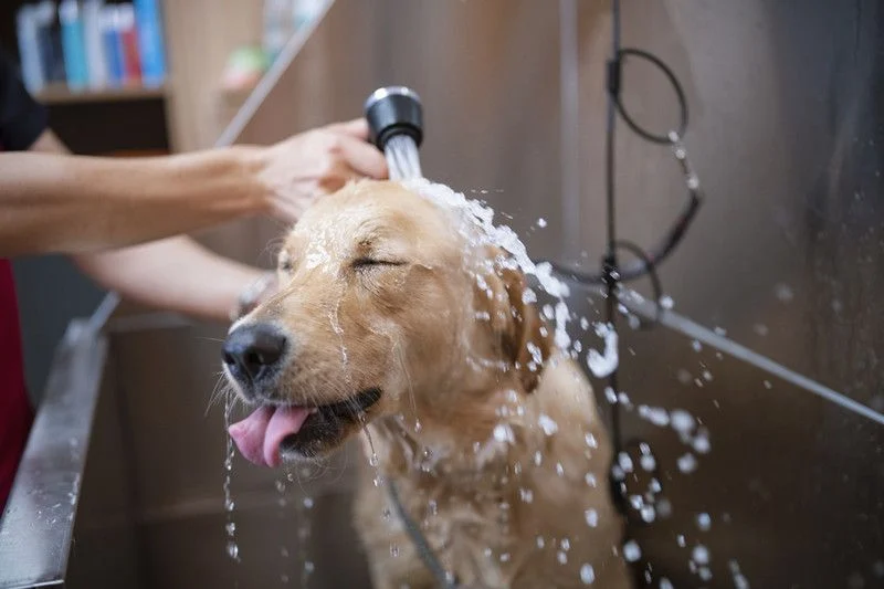 Grooming a Difficult Dog
