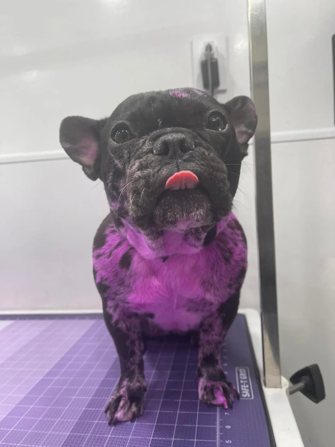 Fur Coloring in Miami