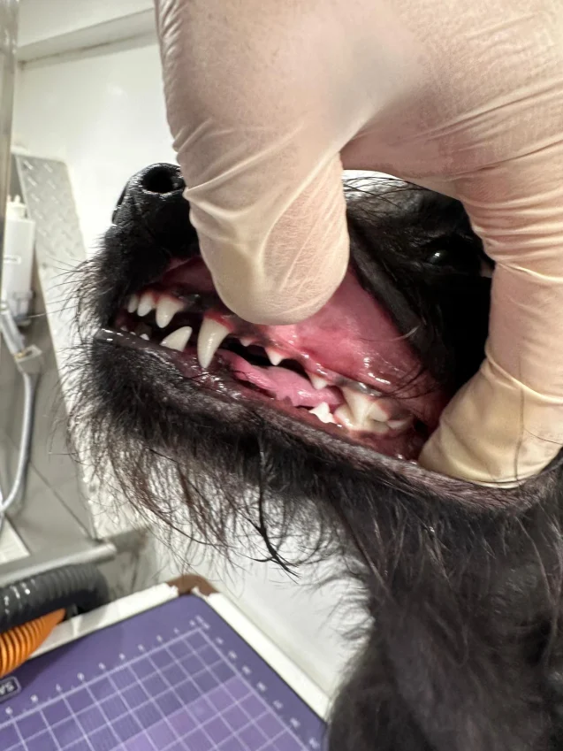 Gloved groomer lifting a black dog’s lip to show clean teeth after a deep teeth cleaning