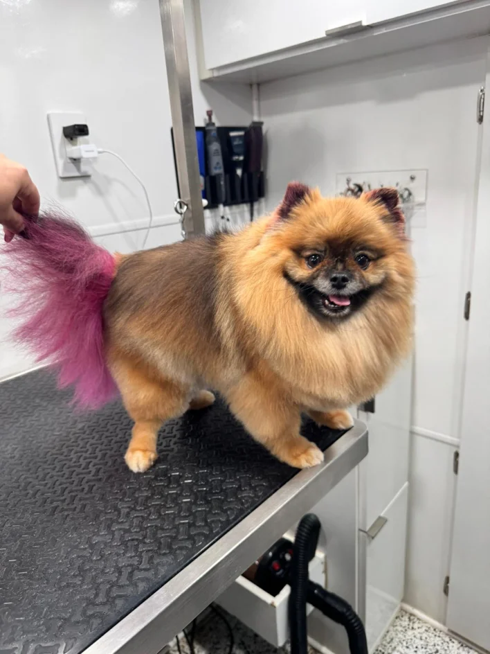 Dogi’s Mobile Pet Grooming