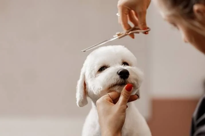 Transforming Pet Grooming