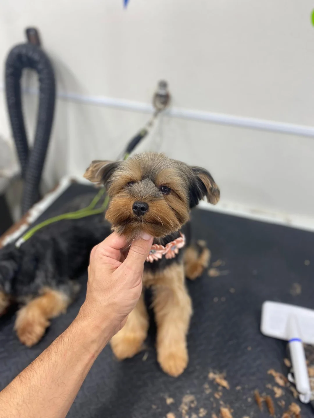 Yorkshire Terrier puppy having its chin held after a trim, clipped fur on the table