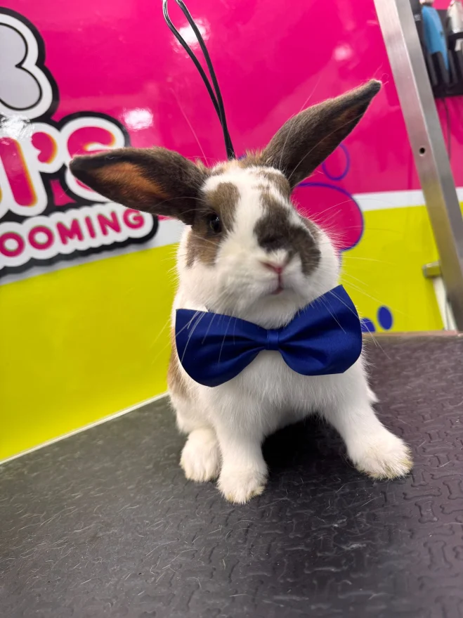 Brown and white rabbit in a blue bow tie in front of Dogi's mobile grooming van