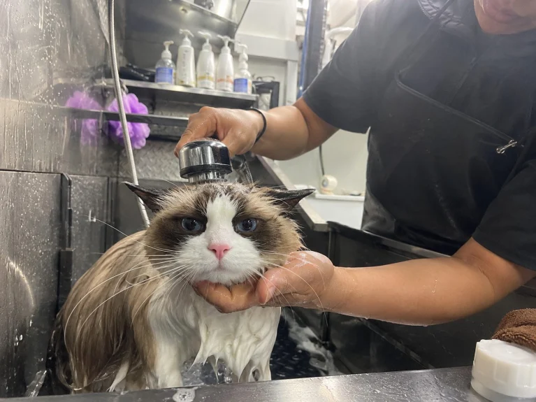 Ragdoll cat being rinsed with a handheld sprayer in the bath inside the van
