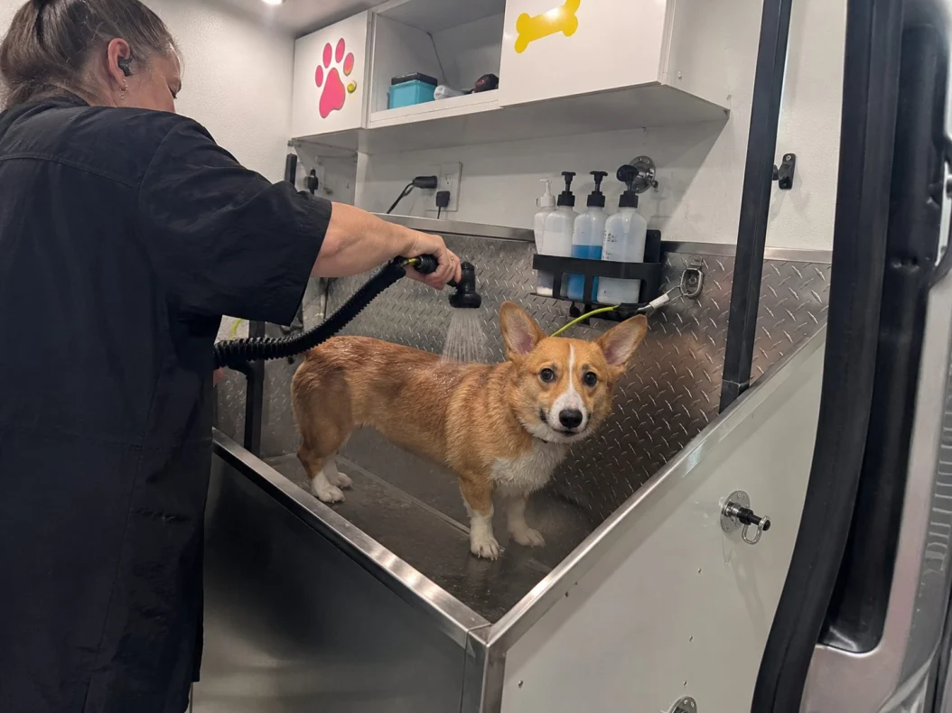 Corgi standing in the stainless bath inside the van while a groomer rinses its coat