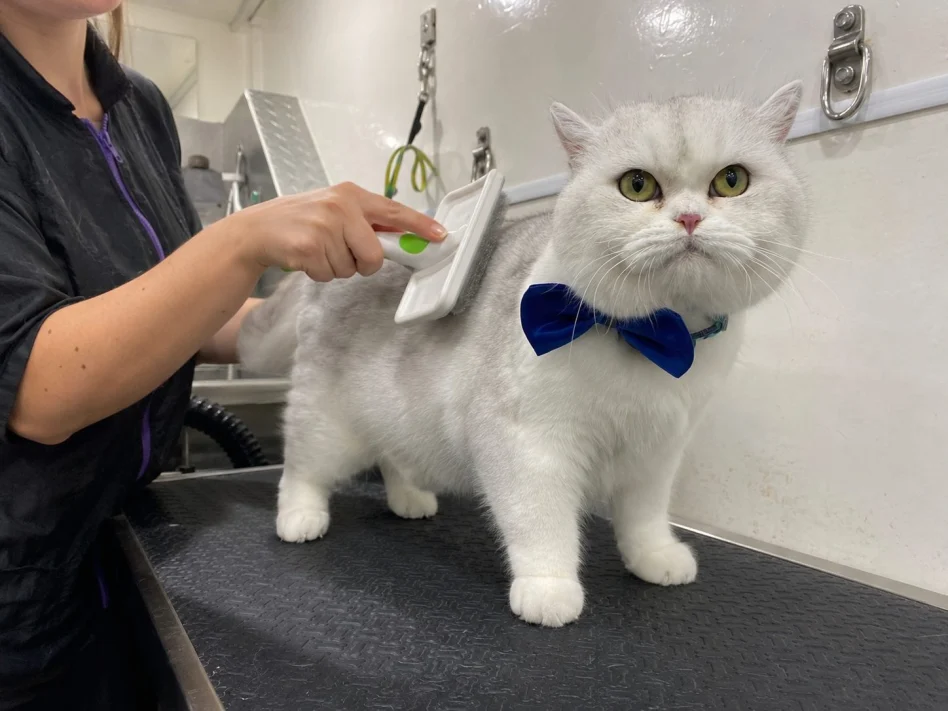 White British Shorthair in a blue bow tie being brushed with a slicker inside the van