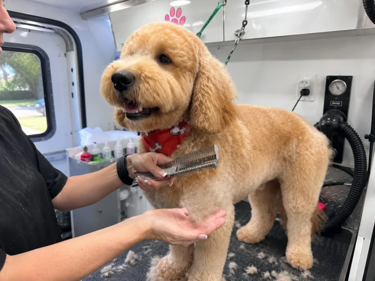 Goldendoodle in a red bandana being de-shedded with a stripping comb
