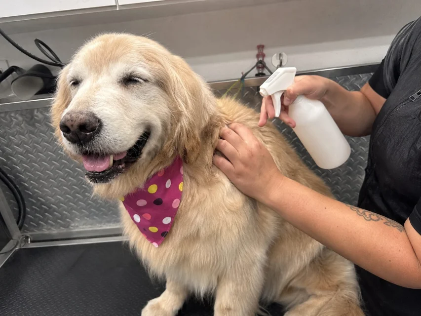 Senior Golden Retriever in a polka-dot bandana being treated with a spray bottle