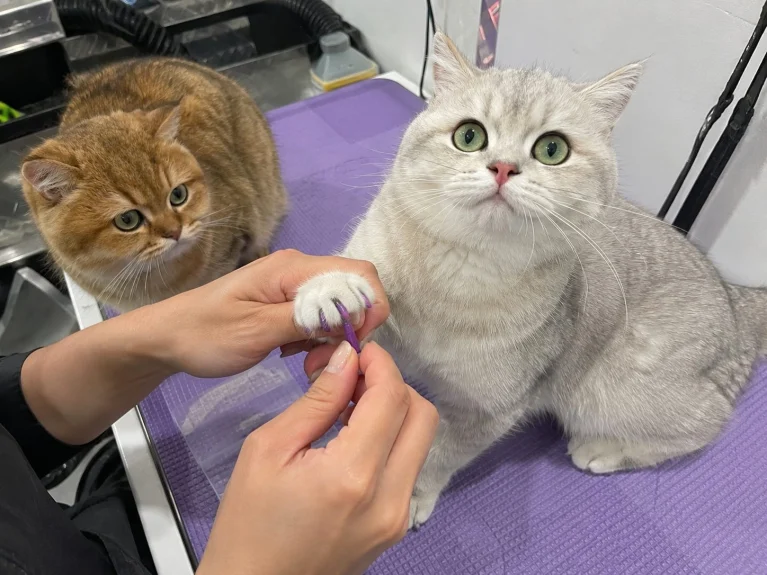Silver British Shorthair having purple nail caps fitted while a second cat watches