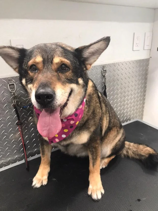 Senior shepherd mix in a pink polka-dot bandana sitting on the grooming table inside the van