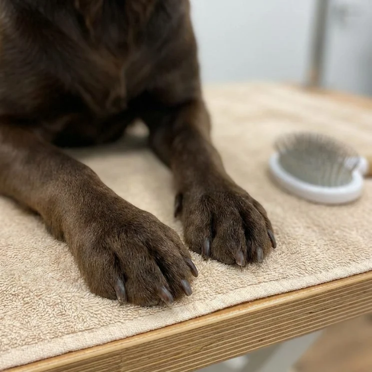 Close up of a dog's clean paws and shiny coat