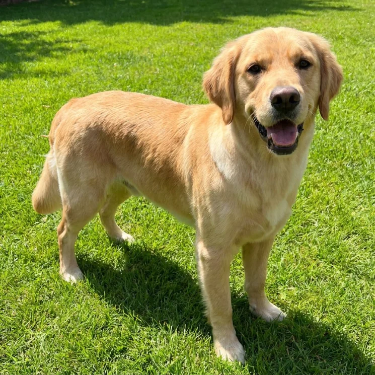 A happy dog with a fresh summer trim
