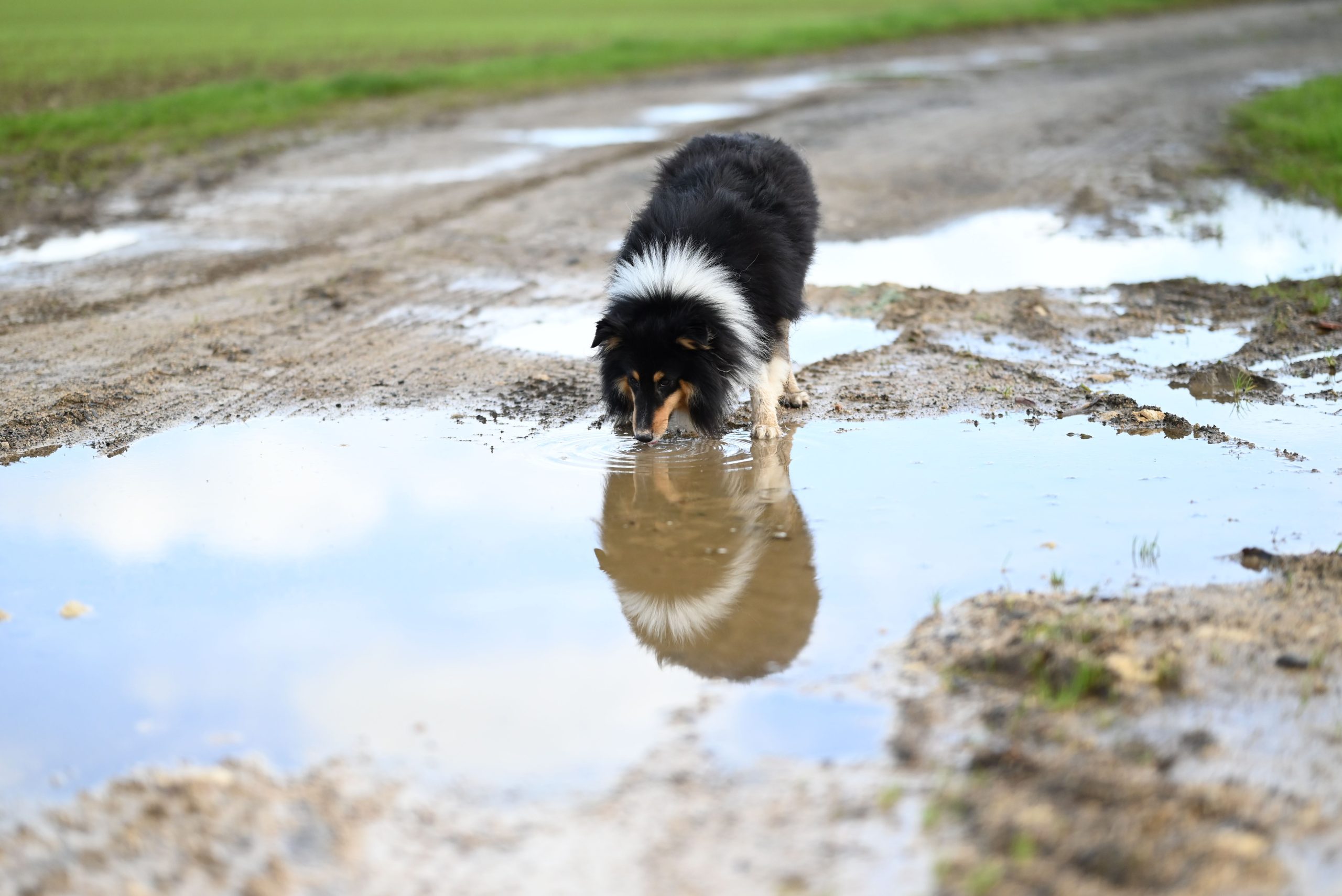 Dog drinking water outdoors to stay hydrated