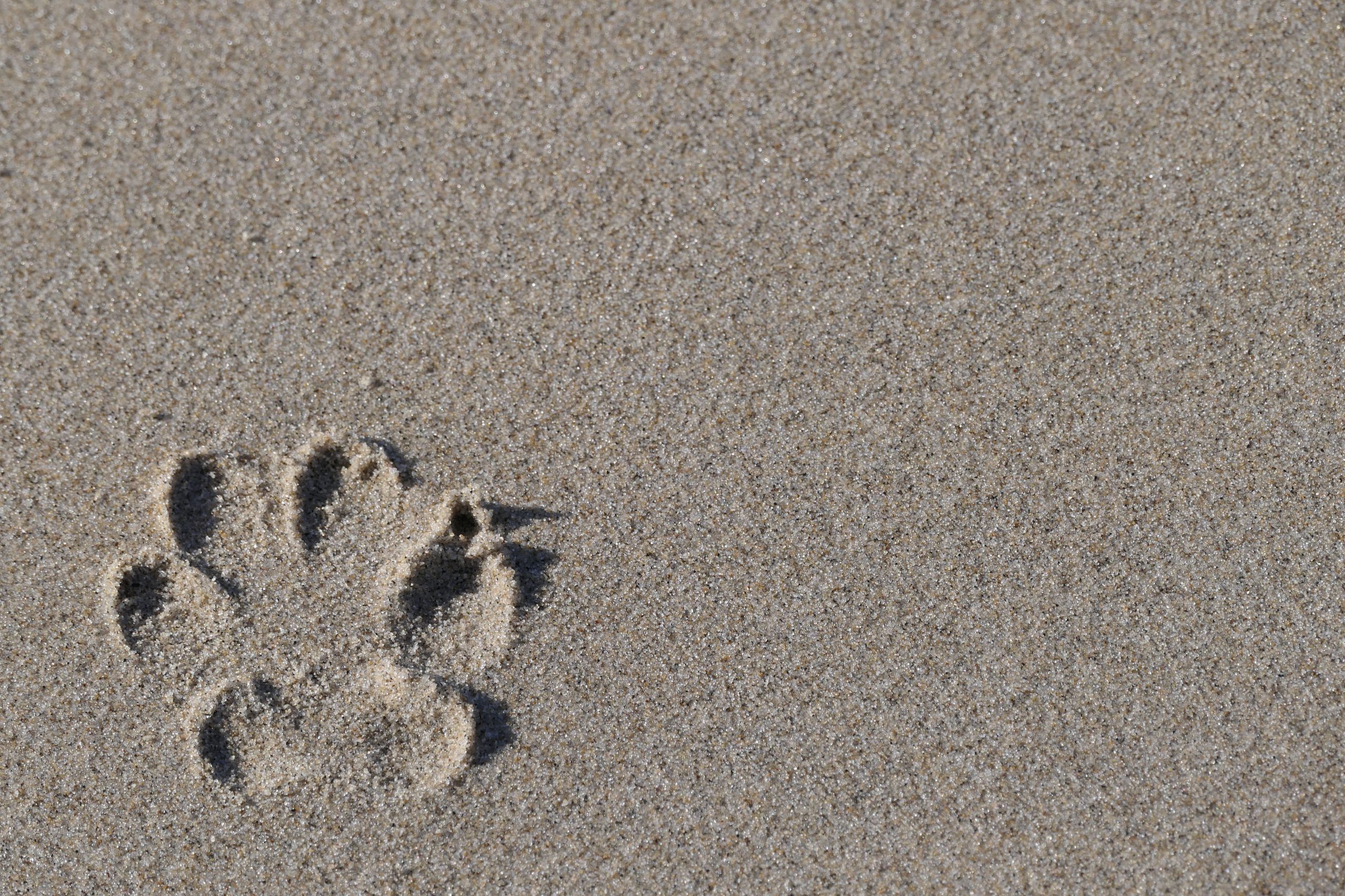Dog paw print in beach sand