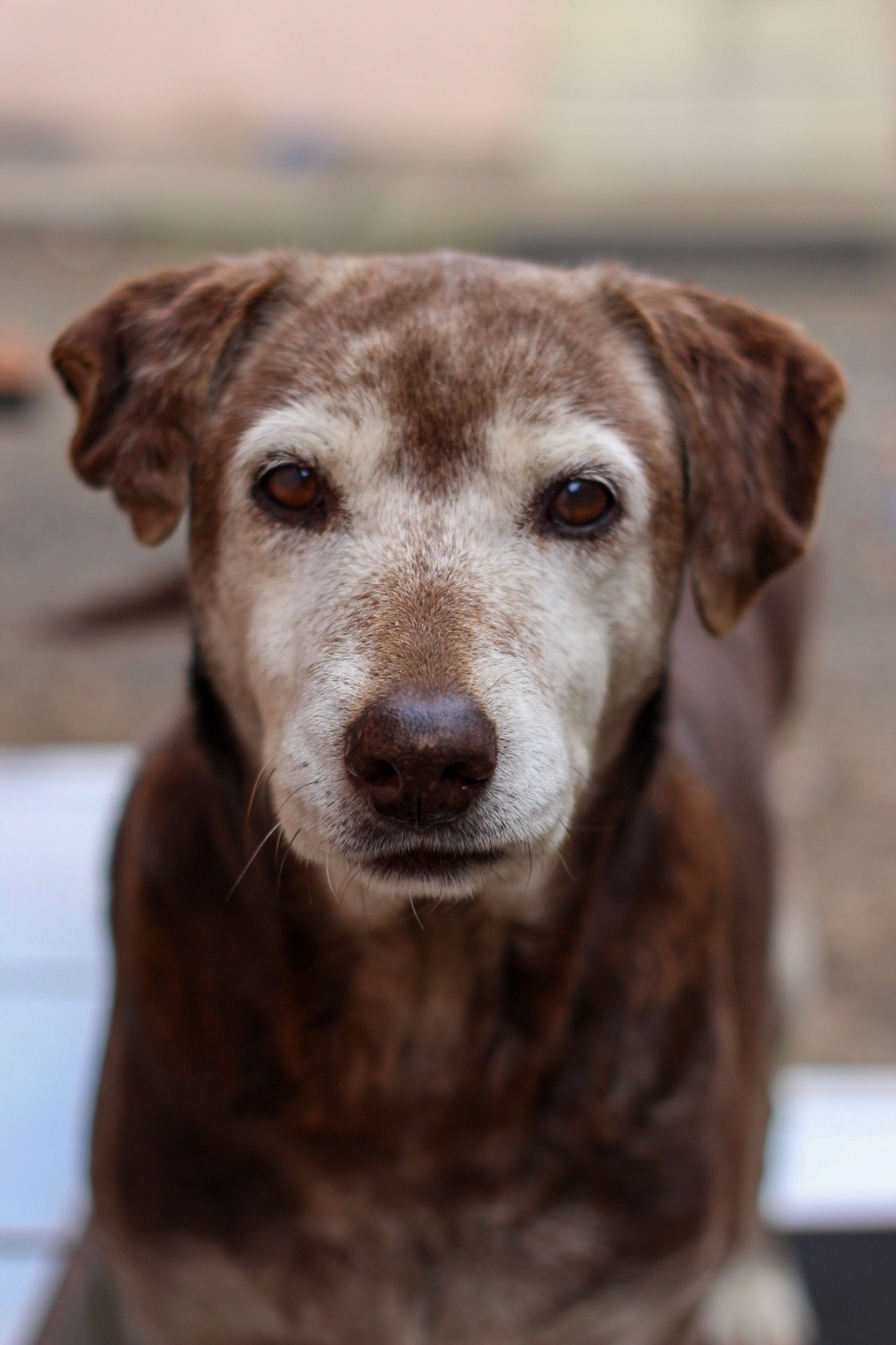 Close-up portrait of a senior Labrador Retriever