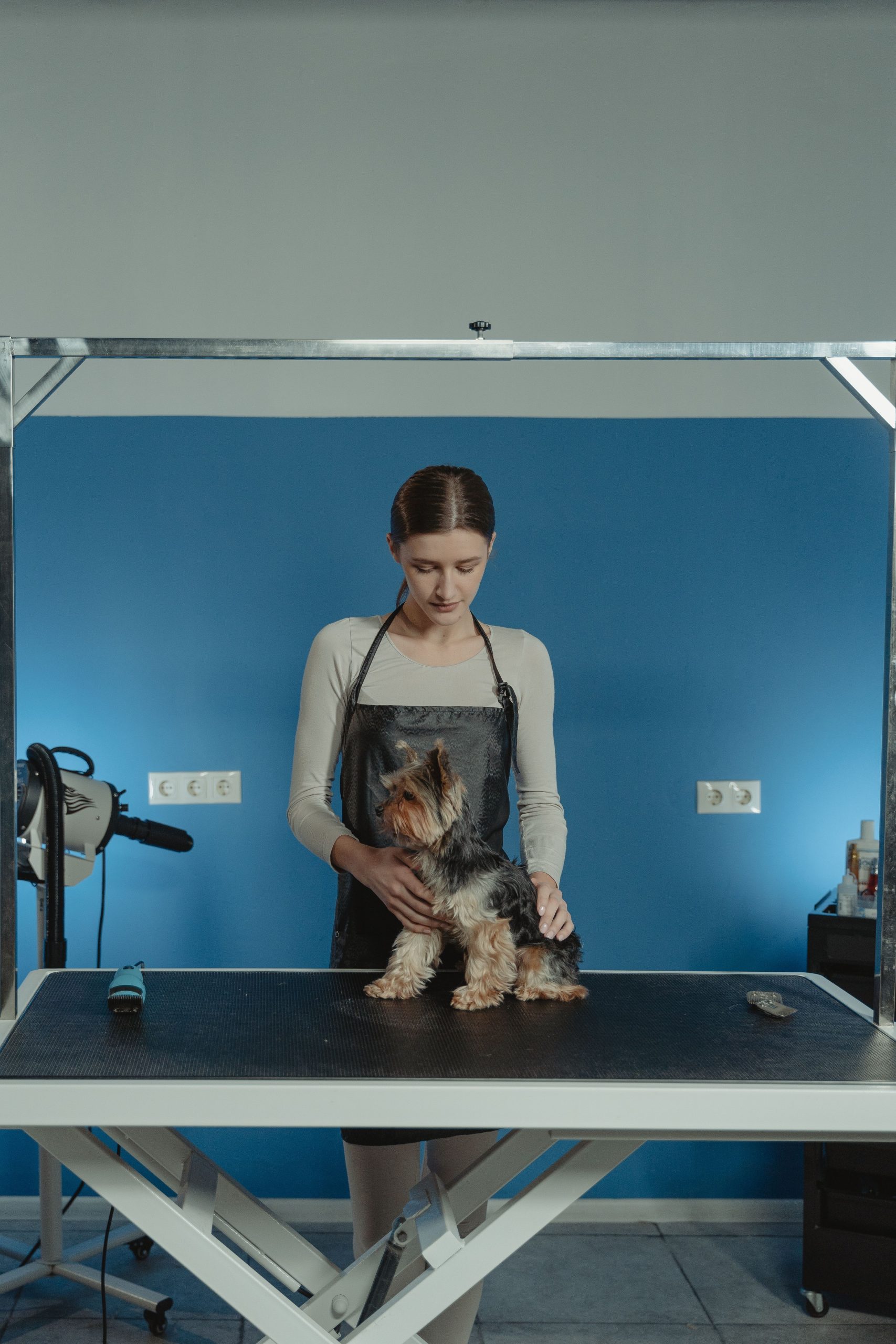 Professional groomer styling a small dog