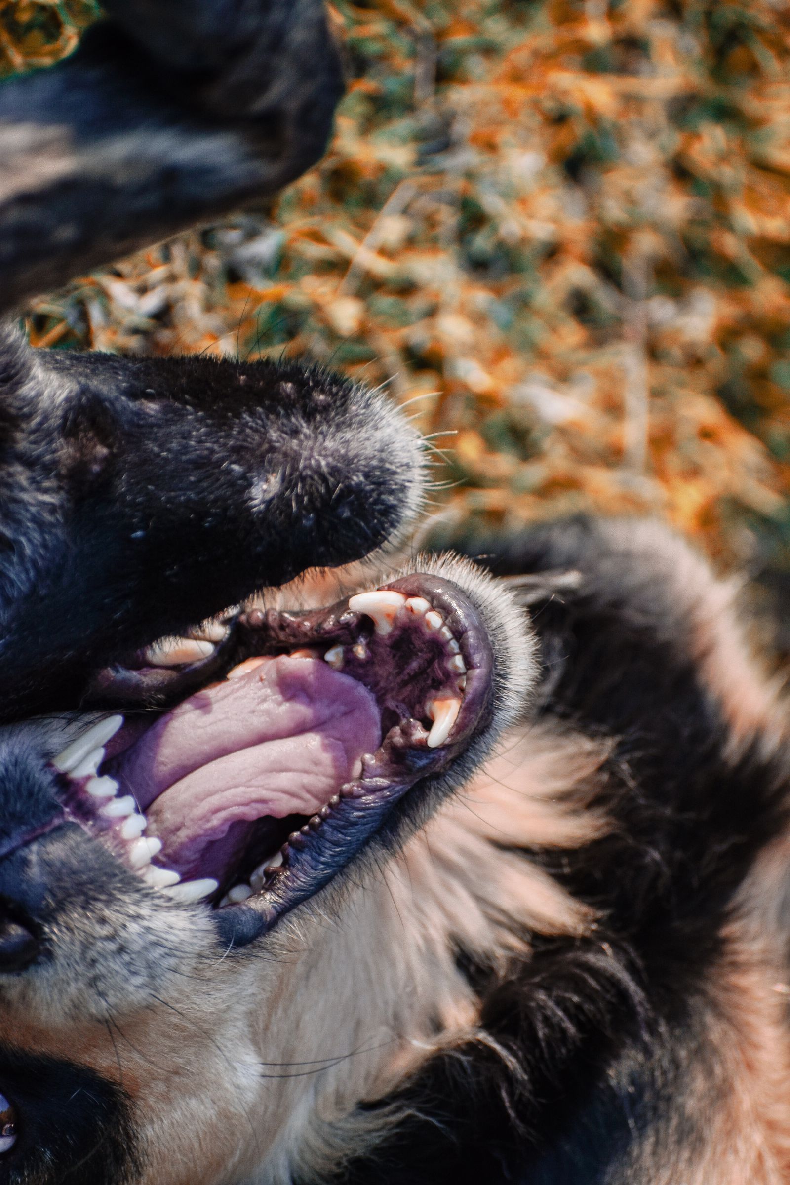 German Shepherd dog showing teeth while lying on grass