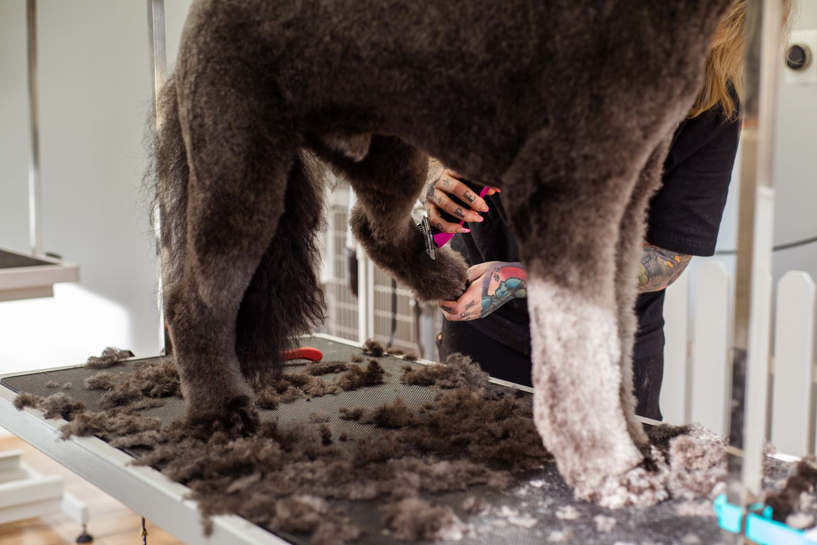 A professional groomer trimming a large dog's fur indoors