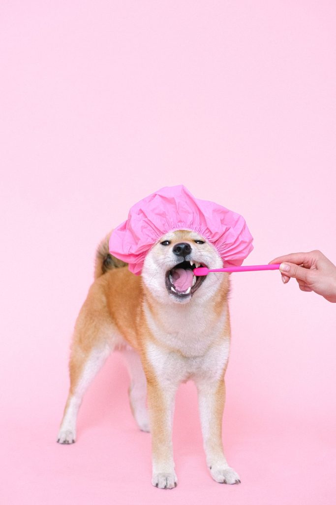 Dog getting teeth brushed with a toothbrush