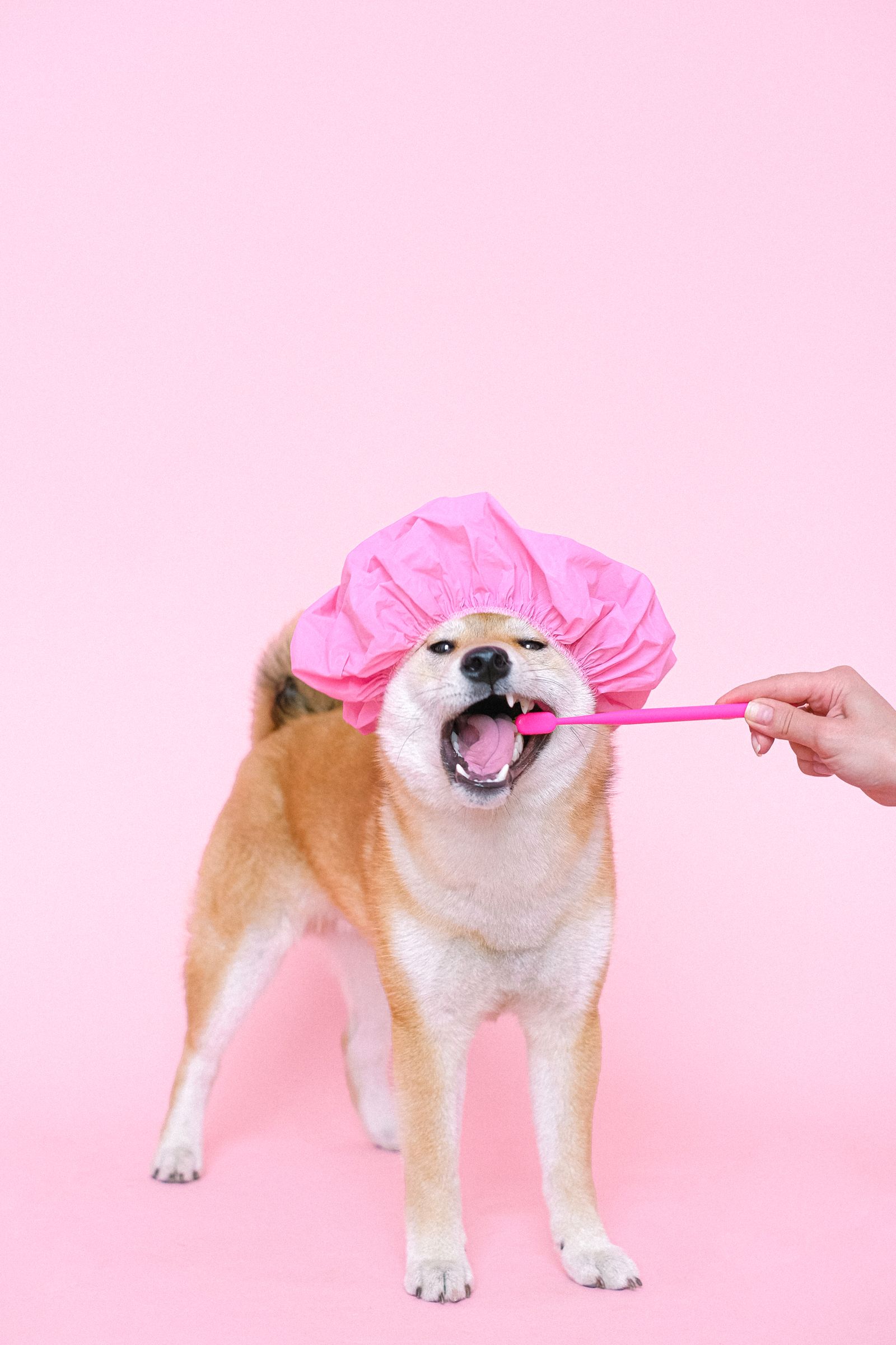 Dog getting teeth brushed with a toothbrush