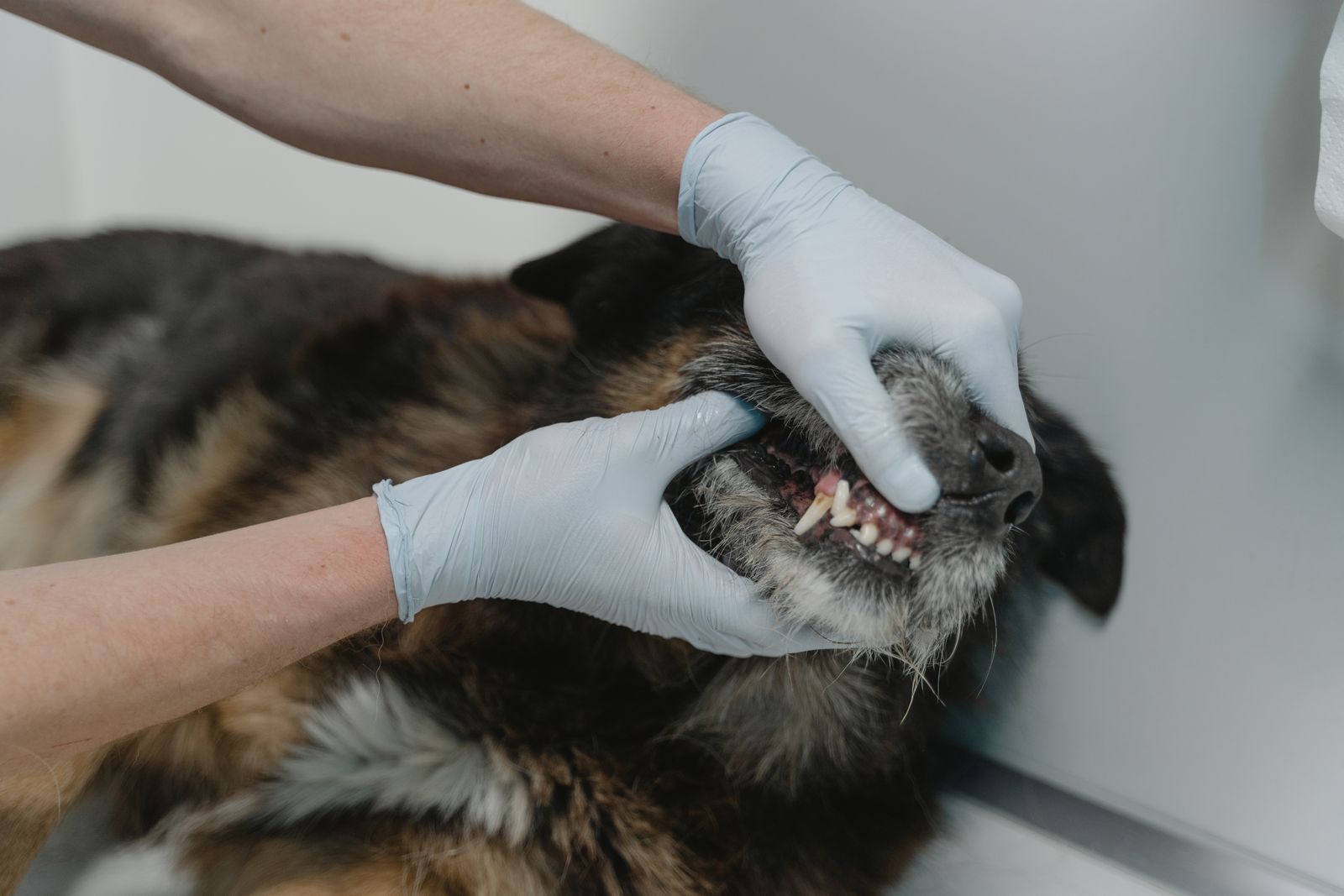 Close-up of a veterinarian examining a dog's teeth during a dental checkup