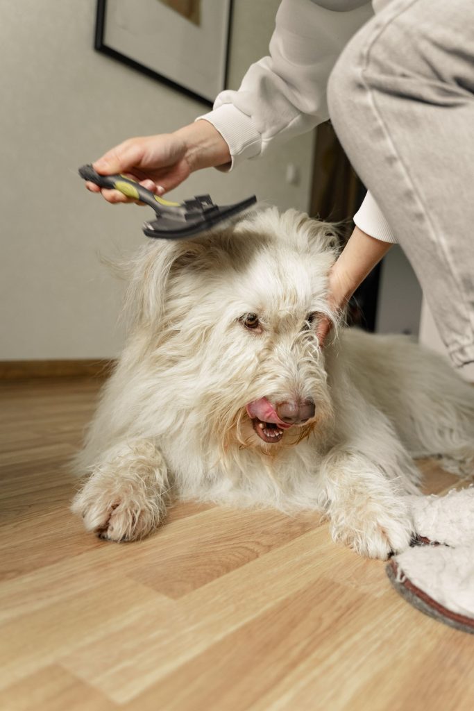 A fluffy white dog being gently groomed on a wooden floor inside a home