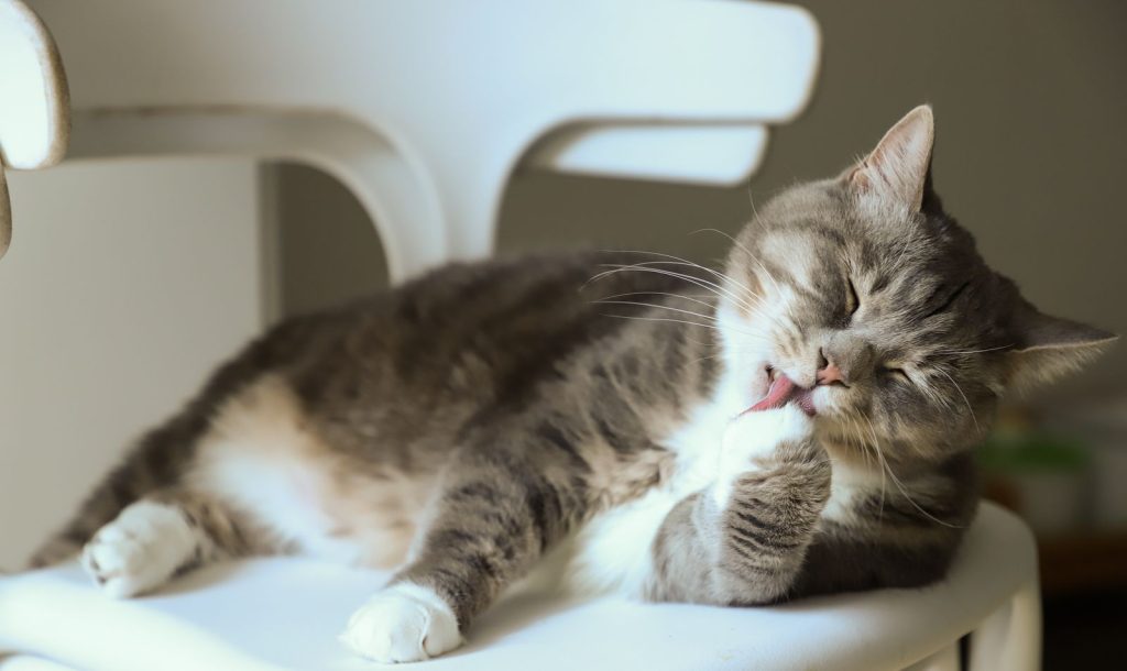 Tabby cat licking its paw while lounging on a white chair indoors