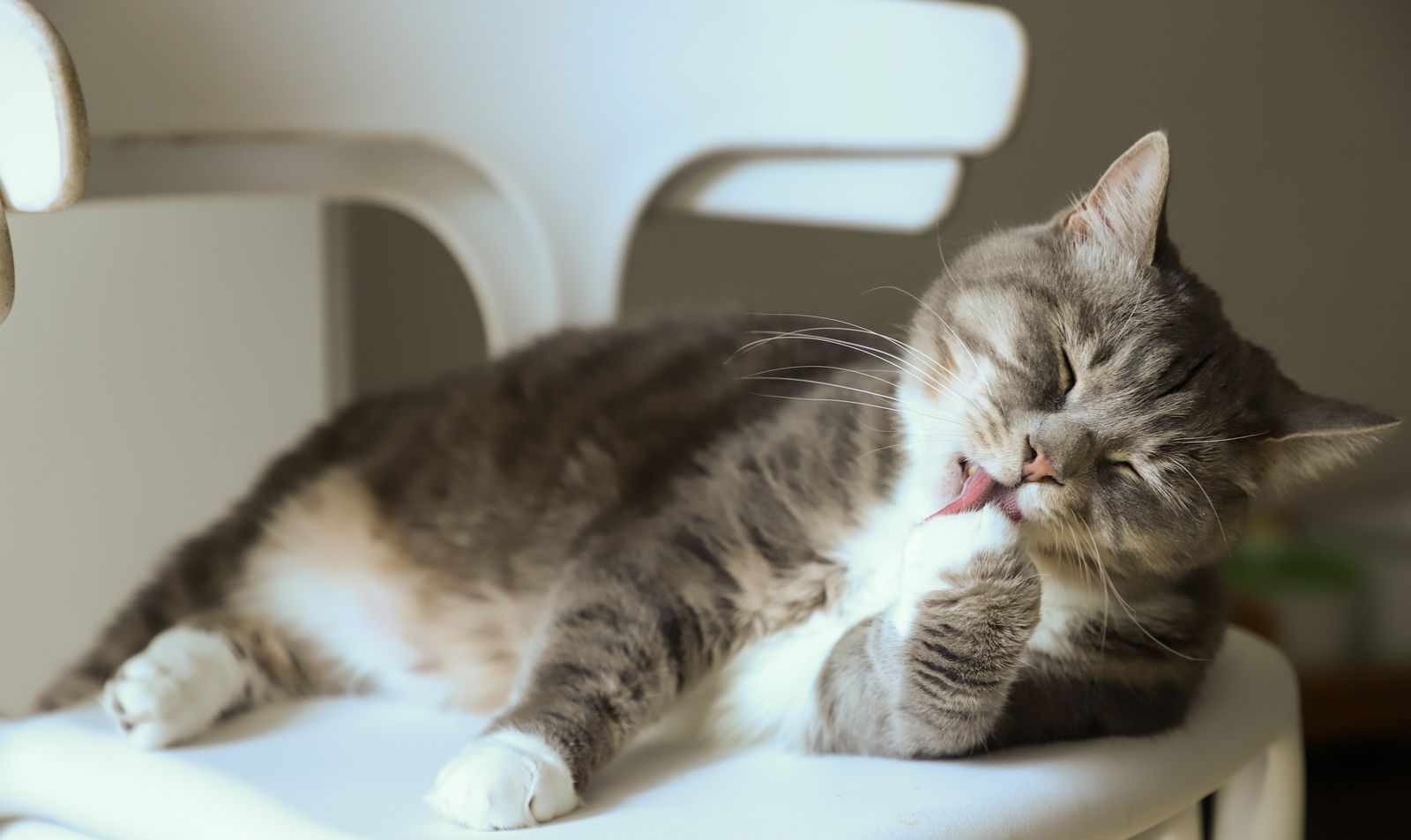 Tabby cat licking its paw while lounging on a white chair indoors