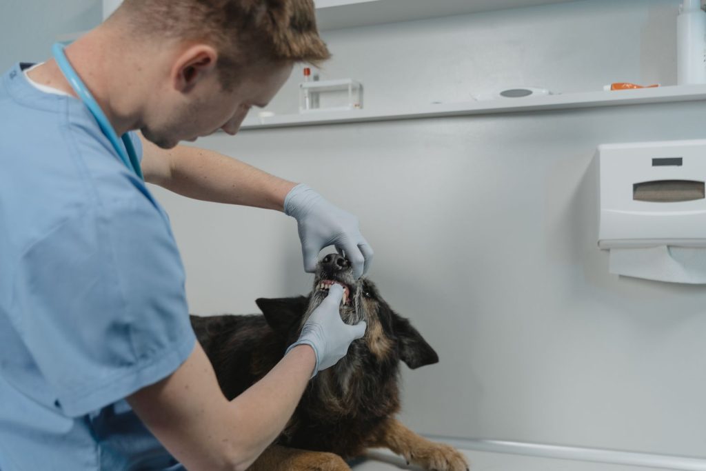A veterinarian examines a dog's teeth during a dental check-up in a clinic
