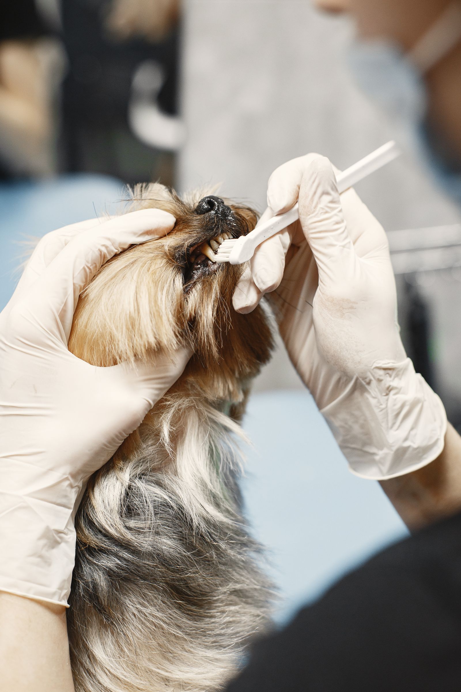 Veterinarian cleaning a small dog's teeth with gloves and toothbrush